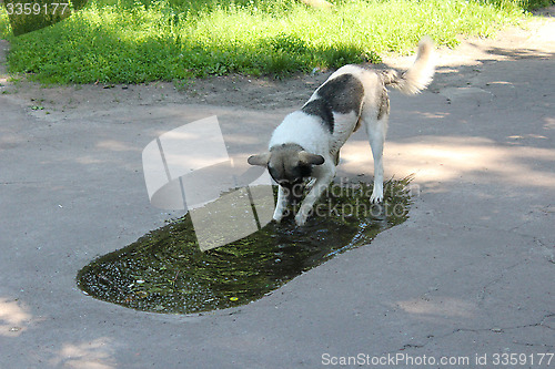 Image of Big dog slaking its thirst in pool