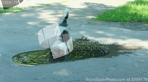 Image of Big dog slaking its thirst in pool