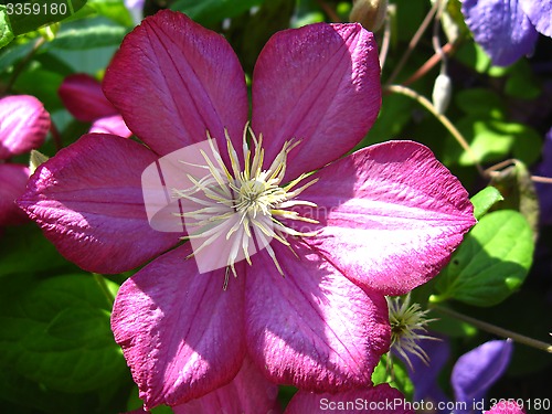 Image of beautiful pink flowers of clematis
