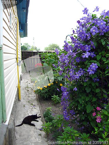 Image of beautiful bush of blue clematis near the house