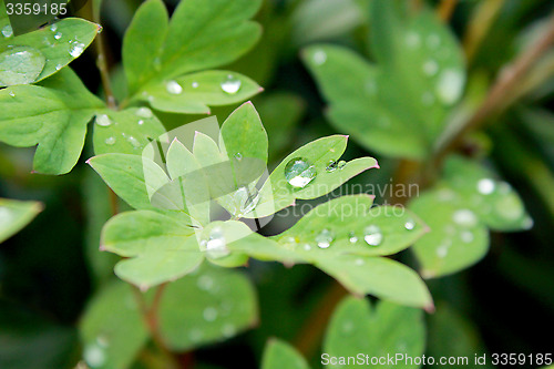 Image of transparent drops of water on the green leaves