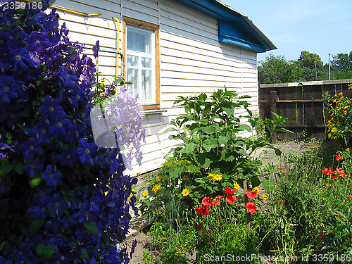 Image of beautiful bush of blue clematis near the house