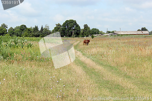 Image of horse standing in the field near the road