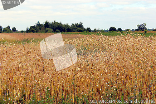 Image of field of ripe wheat