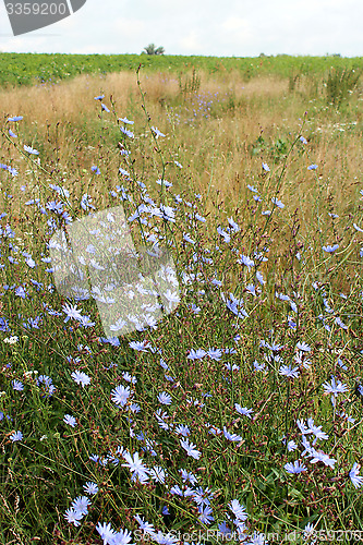 Image of blue flower of Cichorium in the field