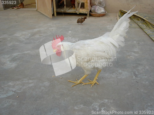 Image of white cock