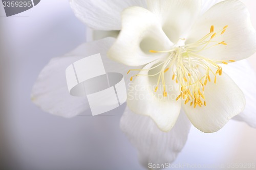Image of Close up image of white tulip on black