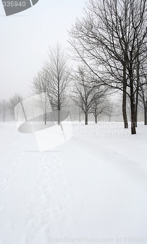 Image of Snow covered alley in a winter park