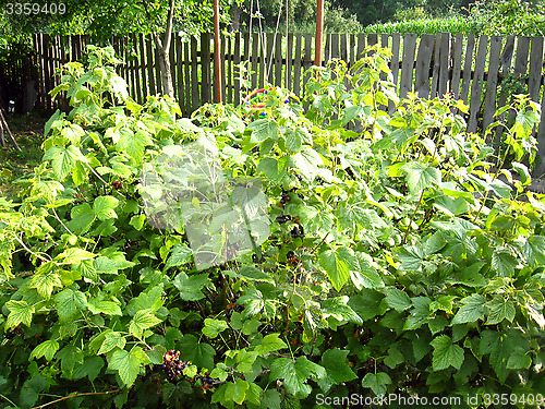Image of bushes of currant in the village