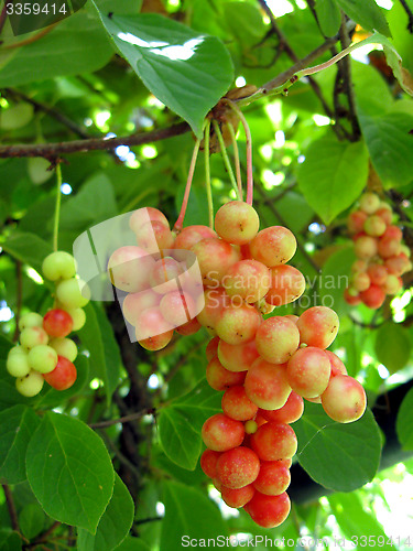 Image of branch of red ripe schizandra