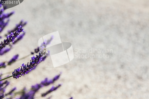 Image of Lavander field