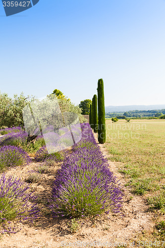 Image of Lavander field