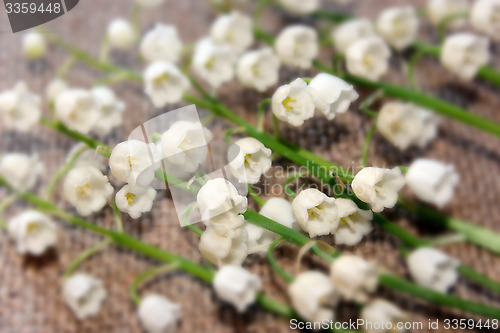 Image of lilies of the valley on the grey background