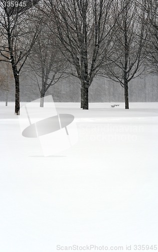 Image of Trees during snowstorm