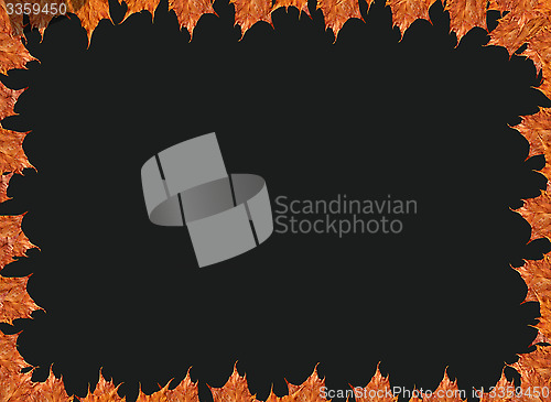 Image of Frame from the yellow leaves on the black