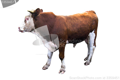 Image of a bull isolated on the white background