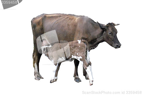 Image of grey cow with calf isolated on the white