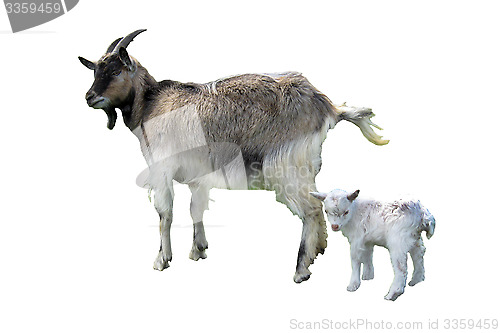 Image of Goat and kid isolated on the white background