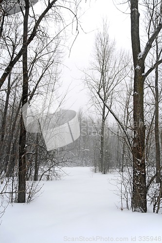 Image of Winter forest landscape