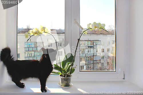 Image of Black cat near the orchid on the window-sill