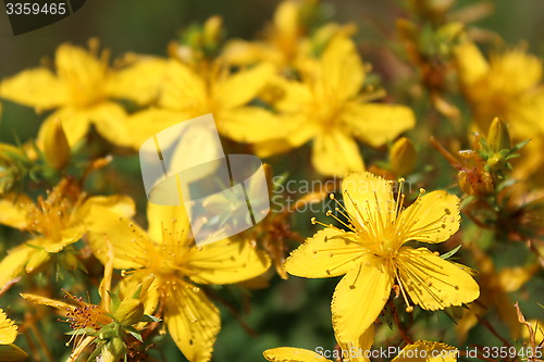 Image of Yellow beautiful flowers of St.-John's wort