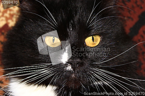 Image of muzzle of black cat