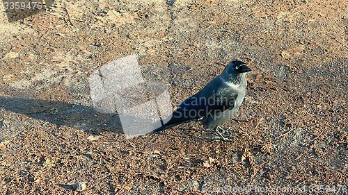 Image of black jackdaw on the ground