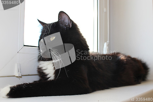 Image of Black cat laying on the window-sill