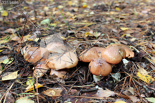 Image of nice mushrooms of Suillus