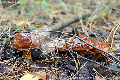 Image of Beautiful mushroom of Boletus badius