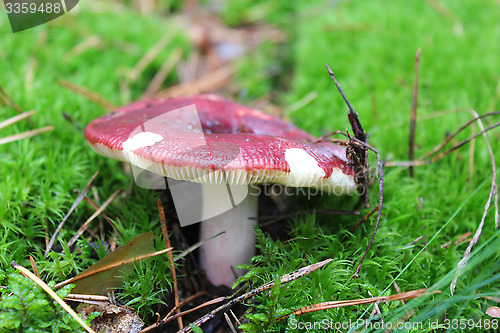 Image of Beautiful mushroom of russula