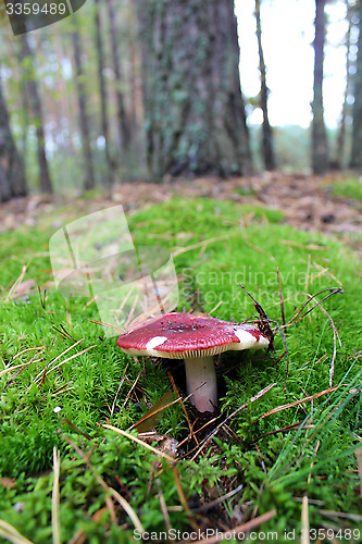 Image of Beautiful mushroom of russula