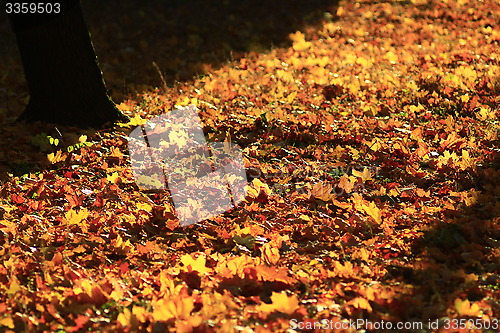 Image of Autumn yellow leaves in the park