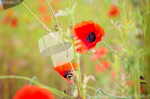 Image of Tender shot of red poppies