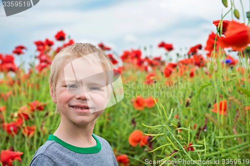 Image of Cute boy in field with red poppies