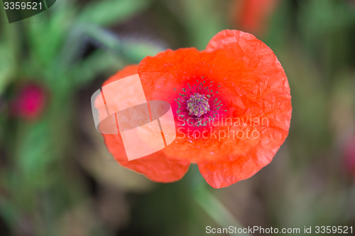 Image of Macro shot of red poppies