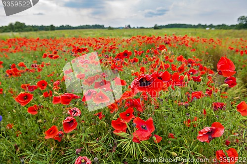 Image of Field with red poppies 