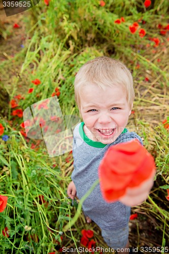 Image of Cute boy in field with red poppies