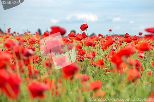 Image of Field with red papavers