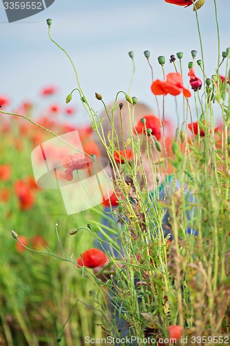 Image of Tender shot of red poppies