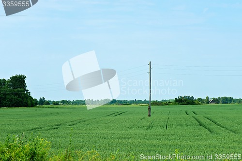 Image of Green fields of wheat