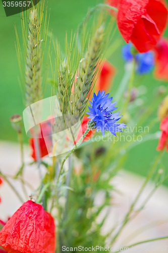 Image of Bunch of of red poppies