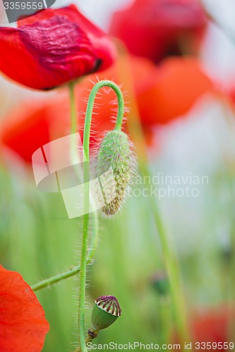 Image of Tender shot of red poppies