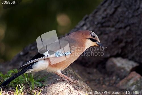 Image of jay