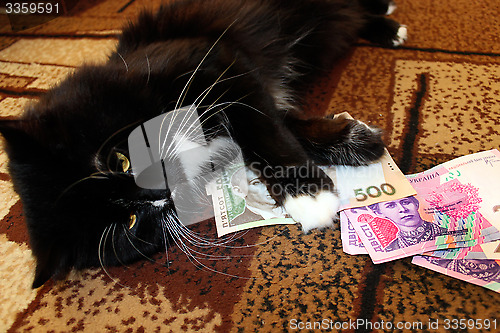 Image of cat lying on the carpet with Ukrainian money