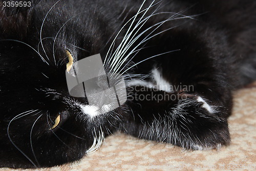 Image of black cat lying on the floor