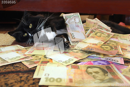 Image of cat lying on the carpet with Ukrainian money