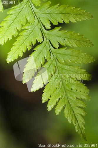 Image of Fern leaf macro