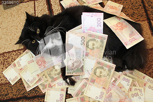 Image of cat lying on the carpet with Ukrainian money