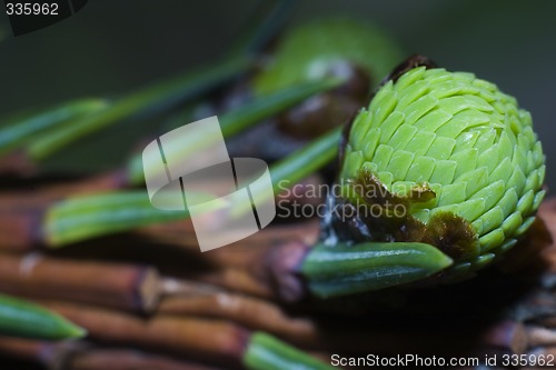 Image of Spruce macro